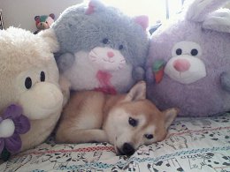 �����������