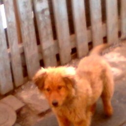 ����������, ���, 41 ���