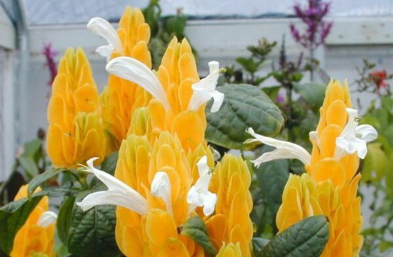 .      (Pachystachys lutea)   ...