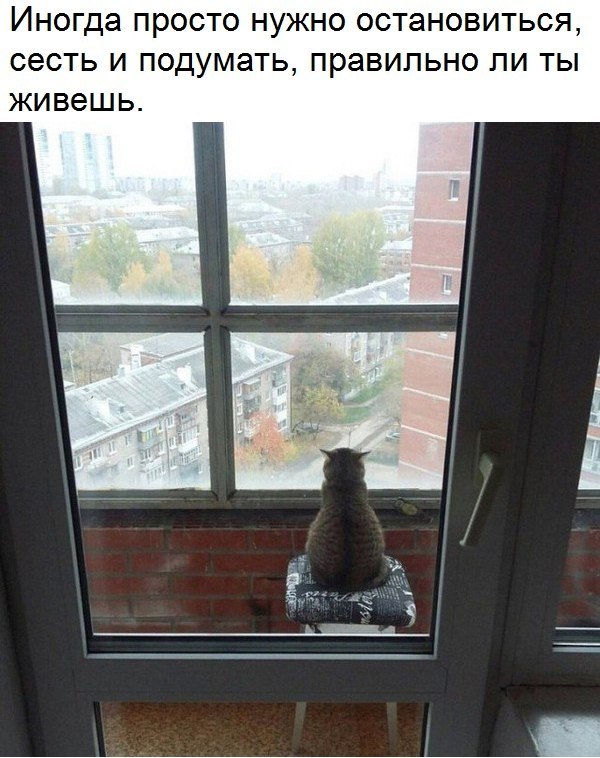 Без кота и жизнь не та опубликовал пост от 24 августа 2018 в 16:28 ...