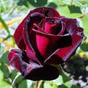 ���� �������, ����, 69 ��� - ��������� 7 ������ 2018 � ������ ������ ��������