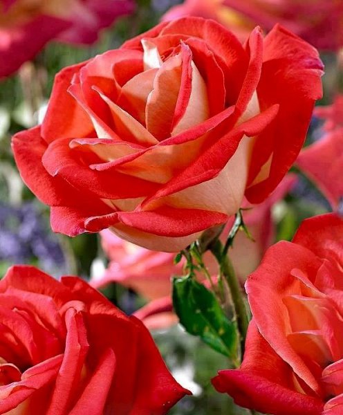   ...  ,      ... , ...  ...