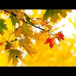 Бывают люди… в жизни вовсе не заметны….Никто не видит, как чисты они и светлы.Поступки их наполнены ...