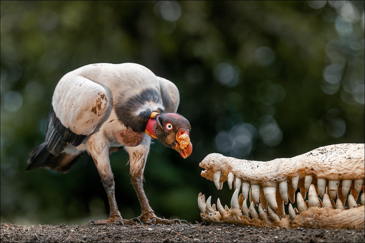 : Georg Scharf.##Georg_Scharf