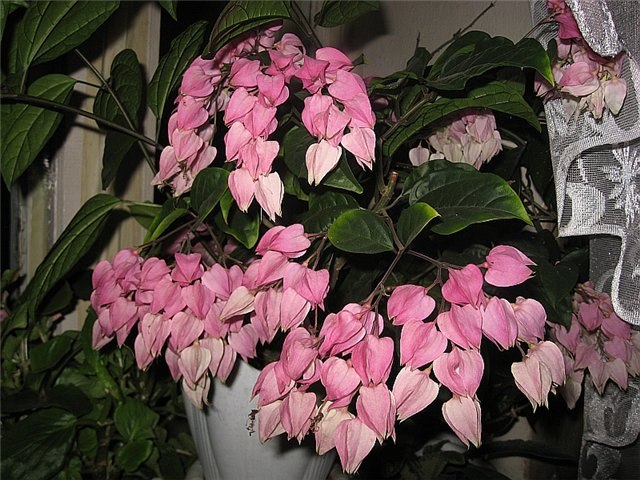 .  (Clerodendrum splendens)     ,  ... - 3