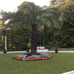 �����, ������