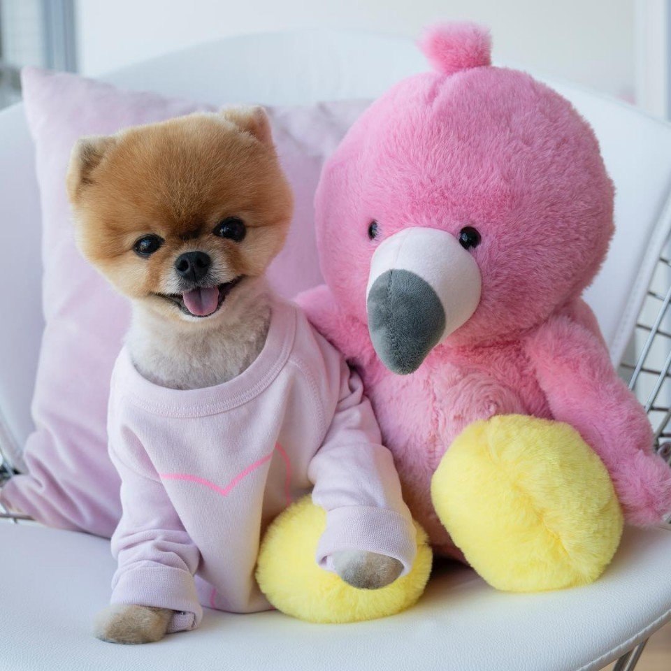     ?  jiffpom - 3