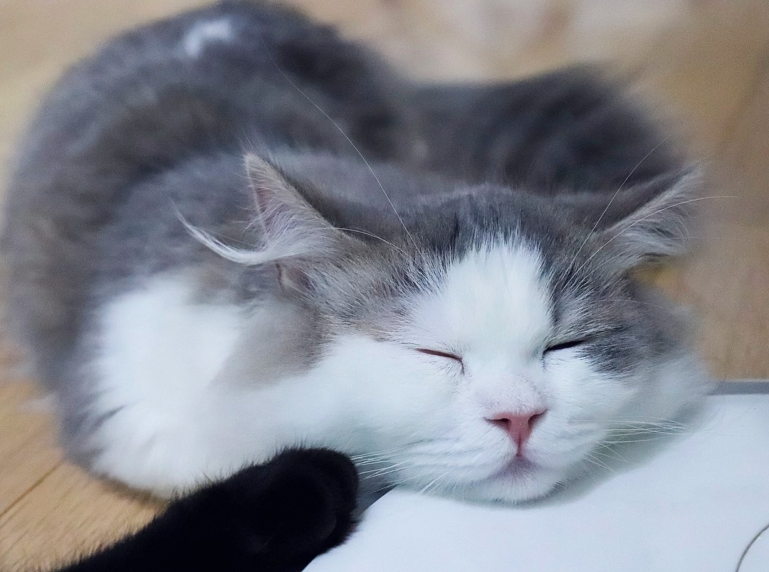    ,    *boop*   