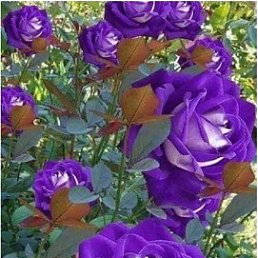 ���������, ���������, 55 ���