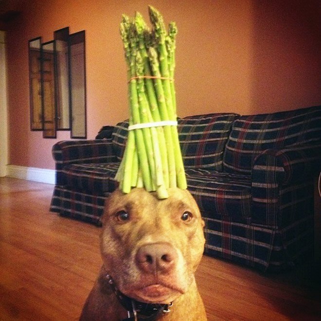   .: stuffonscoutshead (instagram) - 5