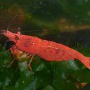 Neocaridina heteropoda &quot;Red Sakura&quot;   