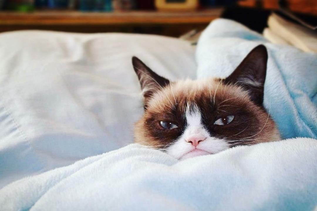     !  realgrumpycat