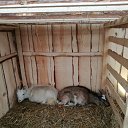 ���� Andris, ���������, 49 ��� - ��������� 3 ������� 2018 � ������ ���� ����������