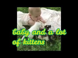Малыш и много котят