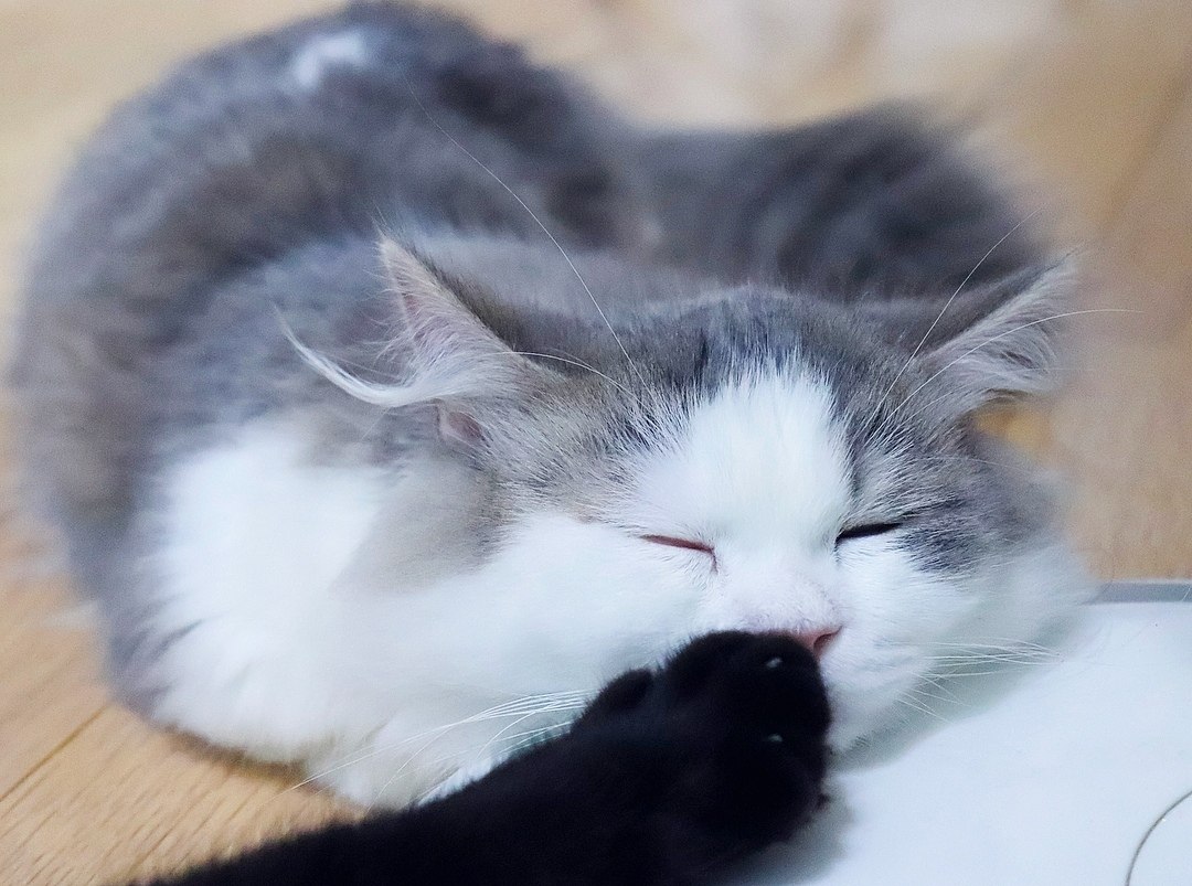    ,    *boop*    - 2