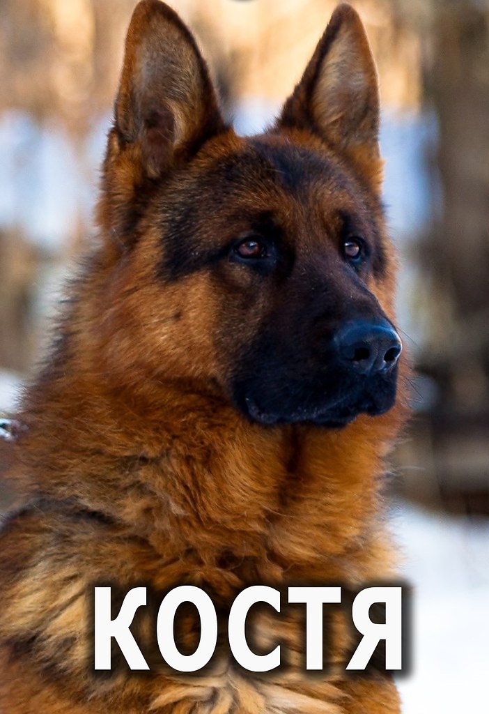 Peaa cop pyccoo Xao. KOCT (2016) 6+ap: paa u c o pea cou, ...