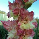��� ������!!! �� ������� ������ ��������