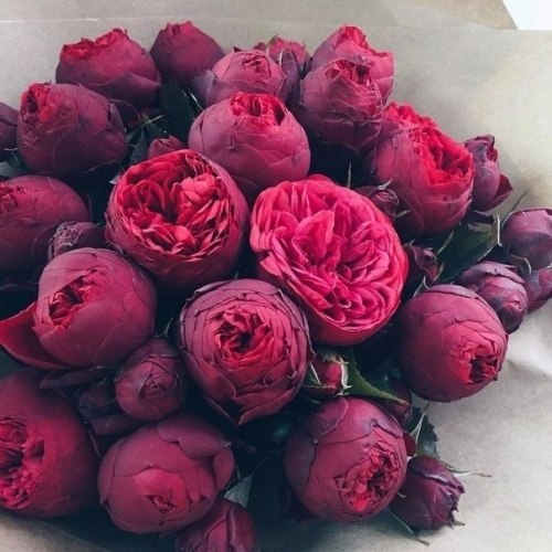 Пионы - самые красивые и нежные цветы - 2