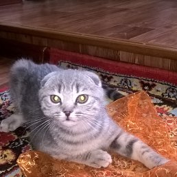 ���� Vova, ����������, 40 ��� - ��������� 24 ���� 2018