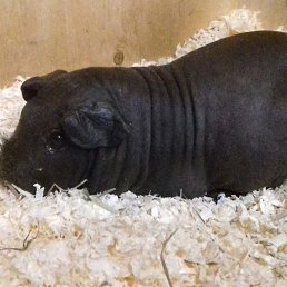 �������, ������, 54 ����