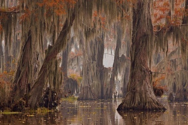   (Caddo lake)     ,     (),  ...