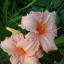 ���� Mary@sha, ���������, 45 ��� - ��������� 3 ������� 2018