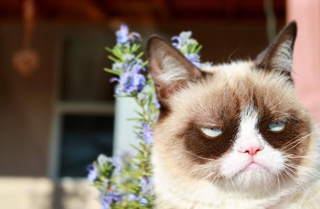     !  realgrumpycat - 5