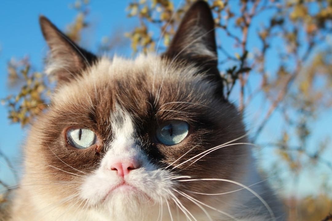     !  realgrumpycat - 2