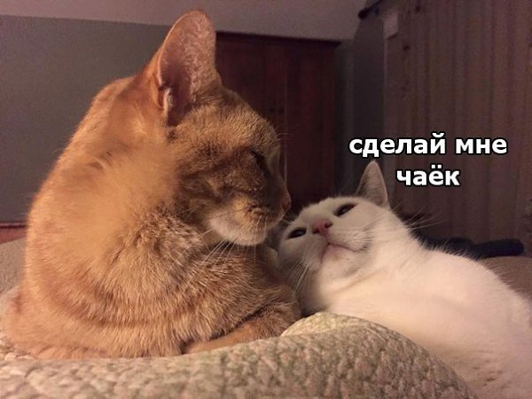 Когда удобненько устроился на диванчике рядом с любимкой, как вдруг: