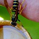 ���� Velvad, ���� - ��������� 12 �������� 2018 � ������ �VELVAD. WASP HAVE DINNER�