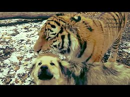 Собака и тигр лучшие друзья