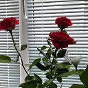 ���� �����, ������, 53 ���� - ��������� 30 ���� 2019 � ������ ���� ����������