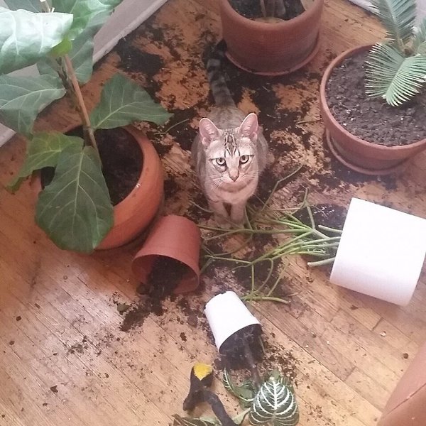 Вот они, хвостатые хулиганы А Ваши котейки хулиганят?))