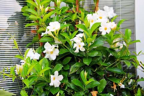 . (Dipladenia),      (Mandevilla),  ... - 2