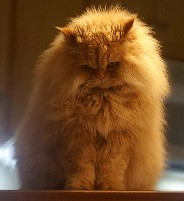 Белый и пушистый. Персидская сибирская длинношерстная. Да она пушистая. Да она пушистая. Кошка белая.