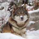 ���� ���������, ������ - ��������� 29 ������� 2019 � ������ �wolf�