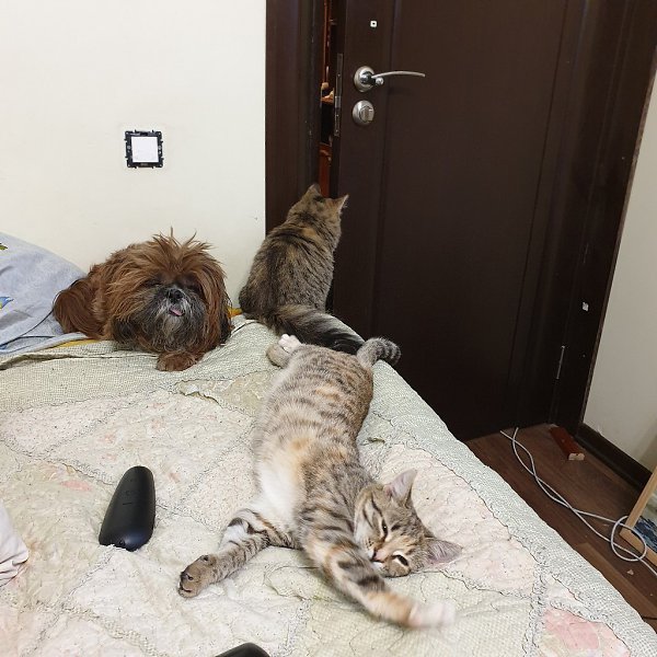 #Безкота_добро.Это две сестрички зовут Зара и Мила. Принесла кошка свекрови. Кошка родила и бросила. ... - 3