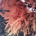  , , 50  -  9  2019    2019