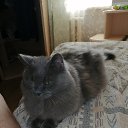 ���� �����, ����, 62 ���� - ��������� 1 ������� 2019 � ������ ���� ����������
