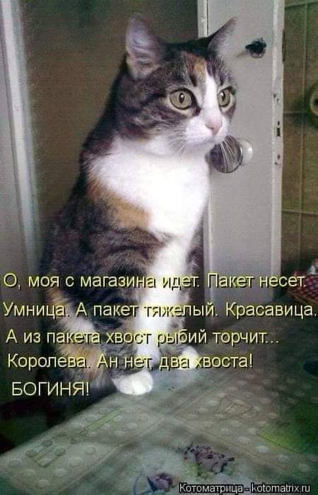 МЫМРА И КОТИК.04.35Ты што спишь? Тут у котика от голода лапки похолодели. Щаз я под одеяло... от ...