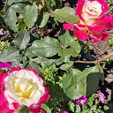  , , 50  -  1  2019   1 2019