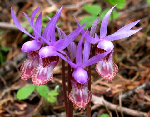     .     (Calypso bulbosa)  ...