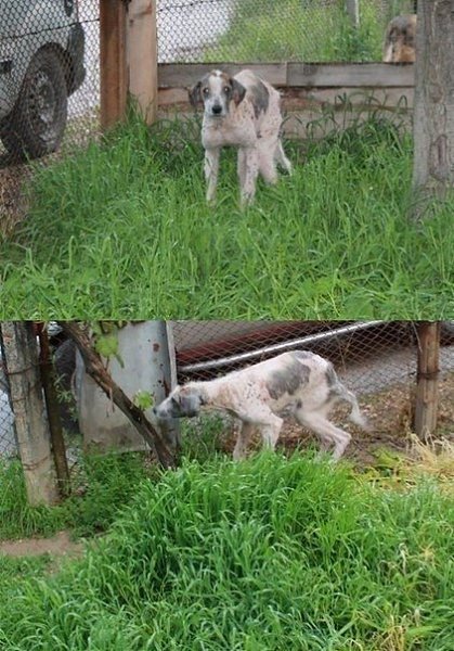 Каждый зaслуживает на второй шанс! Люди, которые спасают животных, спасибо, что вы есть! - 5