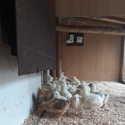 �����, ������, 50 ���