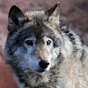 ���� ���������, ������ - ��������� 29 ������� 2019 � ������ �wolf�