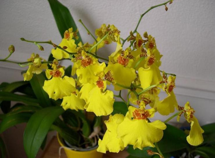 . (Oncidium)    .      ...