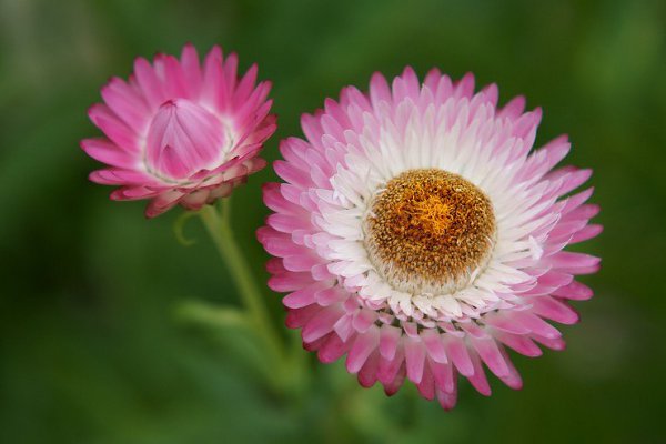 . (Helichrysum)    ,  ... - 2