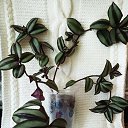   (Tradescantia zebrina)    .