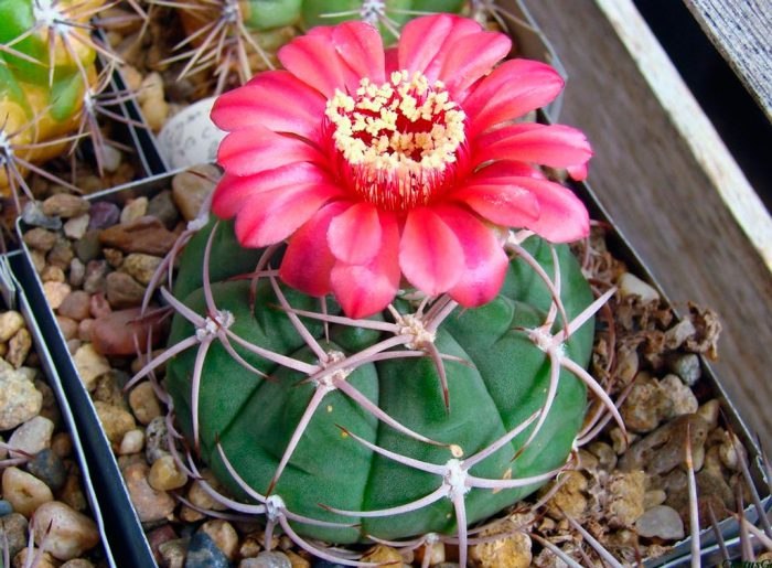 . (Gymnocalycium)      .  ...