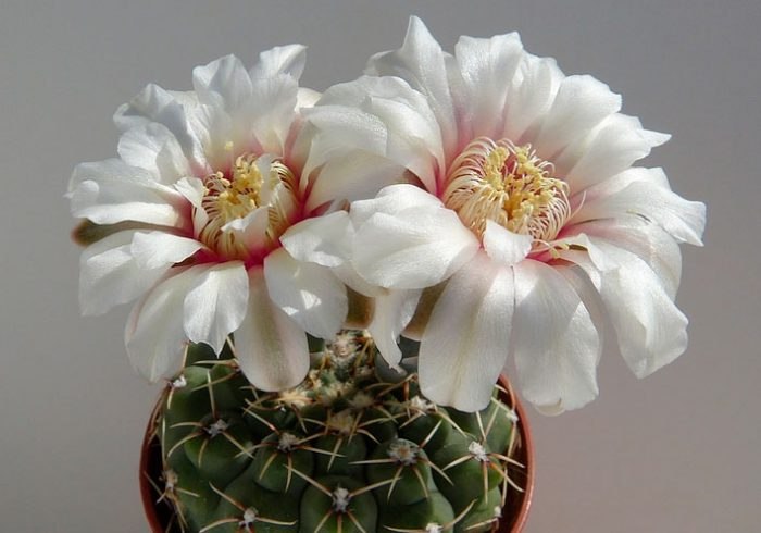 . (Gymnocalycium)      .  ... - 2